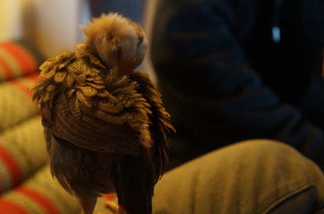 The chick named "Salsa"... "Chips" passed away