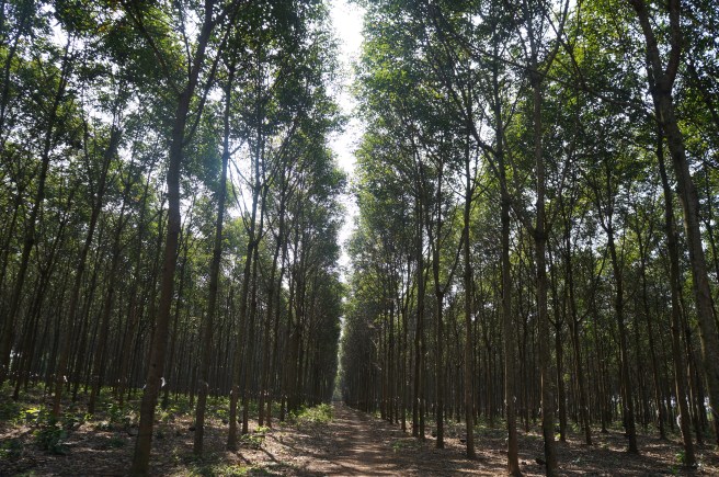 Rows and rows of carefully planted rubber trees